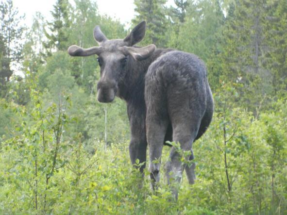 Stuga Ros Naturcamping Lagom Gräsmark Extérieur photo