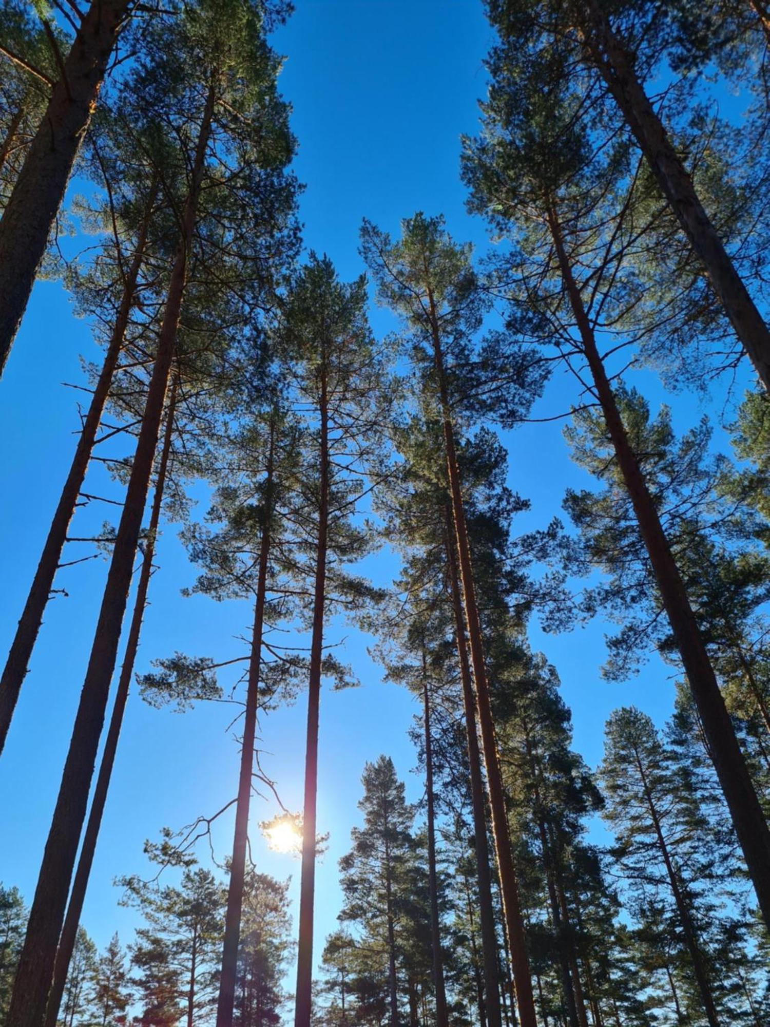 Stuga Ros Naturcamping Lagom Gräsmark Extérieur photo